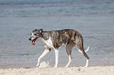 WHIPPET 313